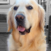 Buddy