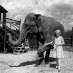 Mary Aloyse Firestone