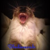 profile image of Bludiamonds Ragdolls