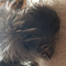 profile image of Chris Wright