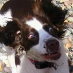 Cherry Anne Hamlett
