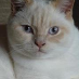profile image of Jane Collins