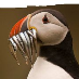 profile image of Stephen Duff