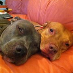 profile image of Angel Pitbulls