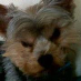 profile image of Carol Daffern