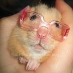 profile image of Sammy Amster