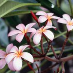 Silvana Lucifora