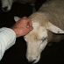 profile image of Neil Gibbs