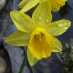 Alison Jones Ceney
