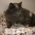 profile image of Ziggie Hoffmaan