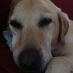 profile image of Laurie Palmer