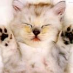 profile image of Consu Elo