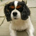 profile image of Karen Webb
