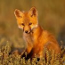 profile image of Rio Wiki