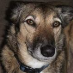 profile image of Brenda Rae