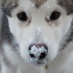 profile image of Lisacolk