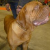 Carta Bordeauxdog