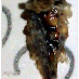 profile image of Jason Muir