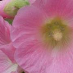 profile image of Christine Shaw