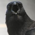 profile image of Derek Tim