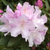 profile image of Erica Cargle