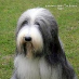 Jackie Holton-Leamedo Beardies