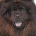 Boris Bear