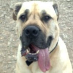 profile image of Lisa Bowyer-Jones
