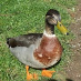 Ashley Buchan