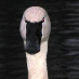 profile image of John Swan