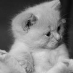 profile image of Michelle Vella