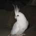 profile image of John Hosking