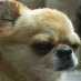 profile image of Yuanbo Edgar Mao