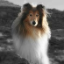 profile image of Karen Hugo