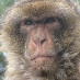 Seb Swio