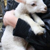 Sad Fariytale Sheep