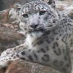 Ken Snow Leopard