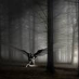 Mark Noronha