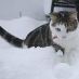 Chimera Danvers