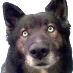 Bello Huskybuck