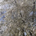 Chrysanthi Oikonomidou