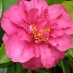 Julie Byerley