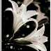 Petite Fleur