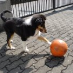 Graf-Gentleman Jimmy Grafencollie