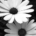 MissSunshine