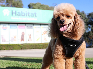 Because we get what it's like to love your pet
