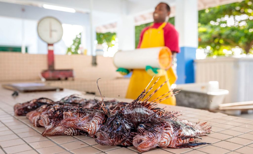 Lionfish