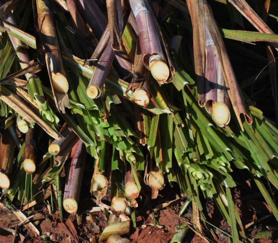 Sugar canes from Umoe Bioenergy in Brazil