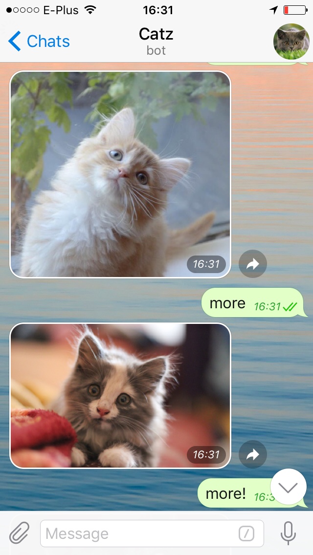 screenshot from my telegram chat with @catzbot