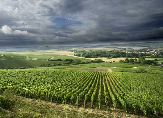 Wine & Spirits Top 100 2015: Borgoña